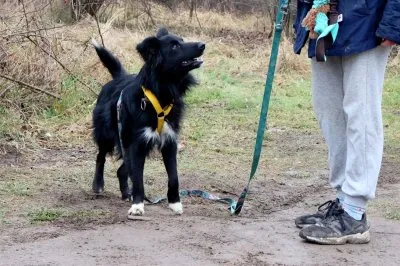 Pies do adopcji, Pabianice, 24 listopada 2025 (2/3)