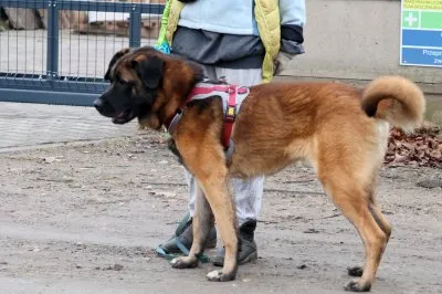 Pies do adopcji, Pabianice, 13 października 2025 (2/5)