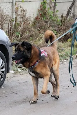 Pies do adopcji, Pabianice, 13 października 2025 (3/5)