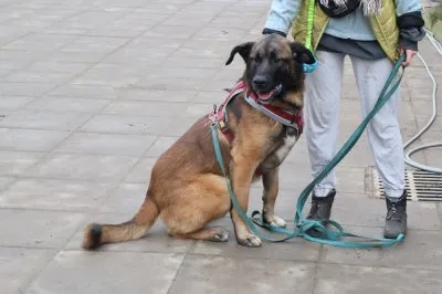 Pies do adopcji, Pabianice, 13 października 2025 (5/5)