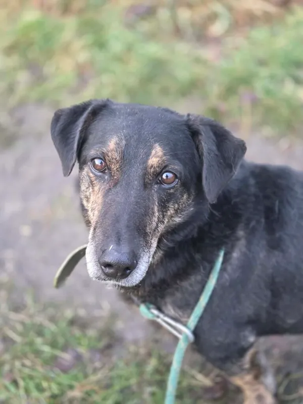 Pies do adopcji, Jelenia Góra, 5 grudnia 2025 (1/4)