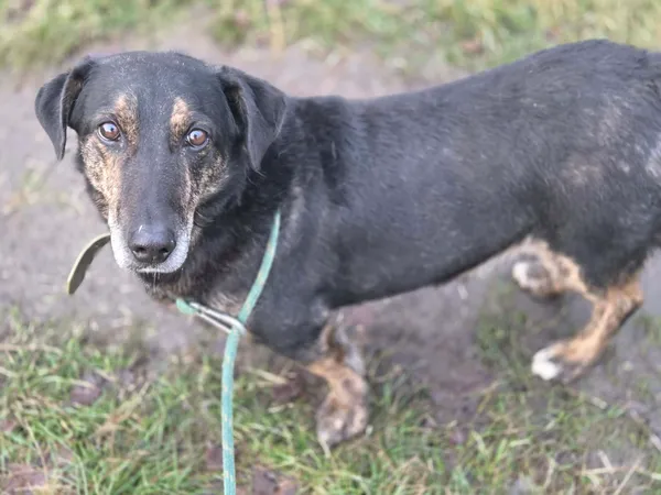 Pies do adopcji, Jelenia Góra, 5 grudnia 2025 (2/4)