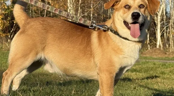 Pies do adopcji, Pieczyska, 20 grudnia 2025 (1/4)