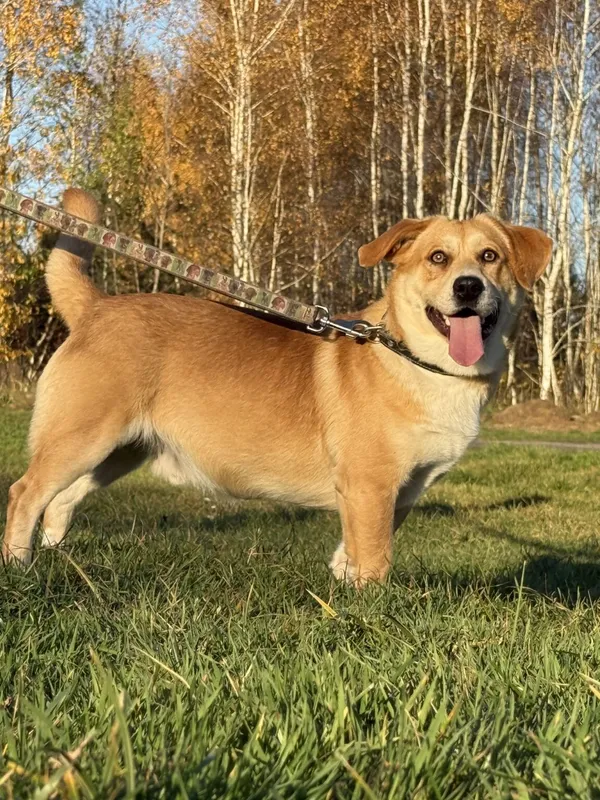 Pies do adopcji, Pieczyska, 20 grudnia 2025 (2/4)