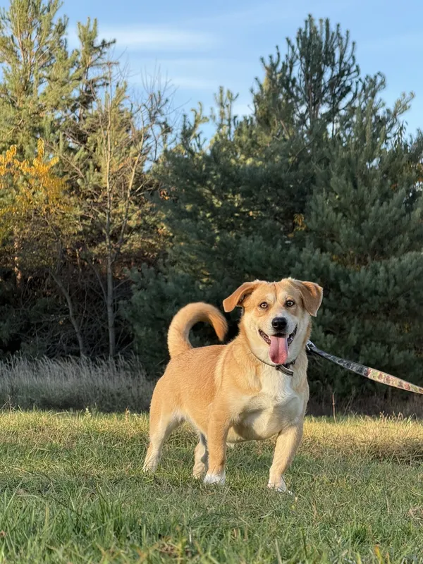 Pies do adopcji, Pieczyska, 20 grudnia 2025 (4/4)