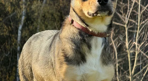 Pies do adopcji, Pieczyska, 20 grudnia 2025 (1/5)