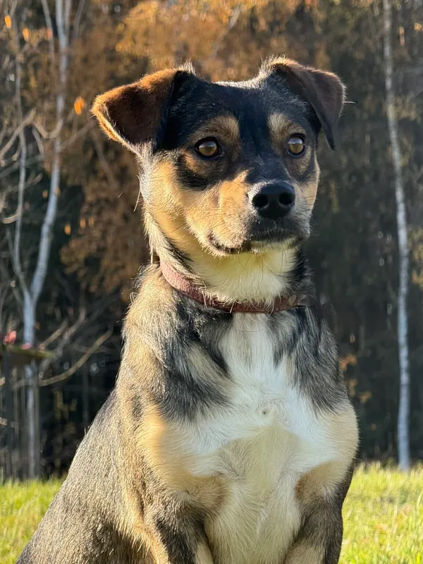 Pies do adopcji, Pieczyska, 20 grudnia 2025 (4/5)