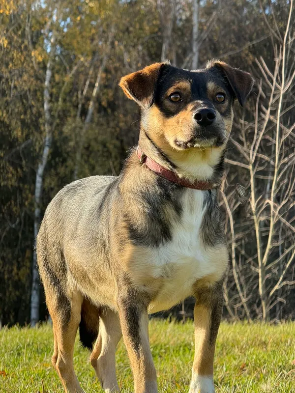 Pies do adopcji, Pieczyska, 20 grudnia 2025 (5/5)