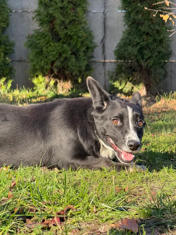 Pies do adopcji, Pieczyska, 20 grudnia 2025 (4/4)