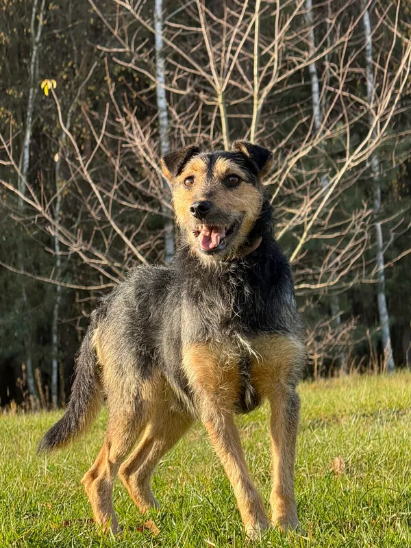 Pies do adopcji, Pieczyska, 20 grudnia 2025 (2/4)