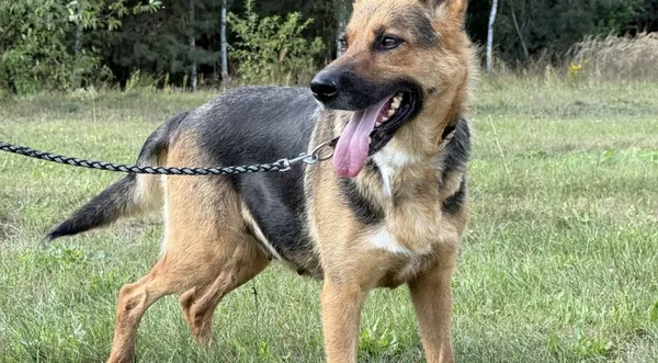 Pies do adopcji, Pieczyska, 20 grudnia 2025 (1/4)