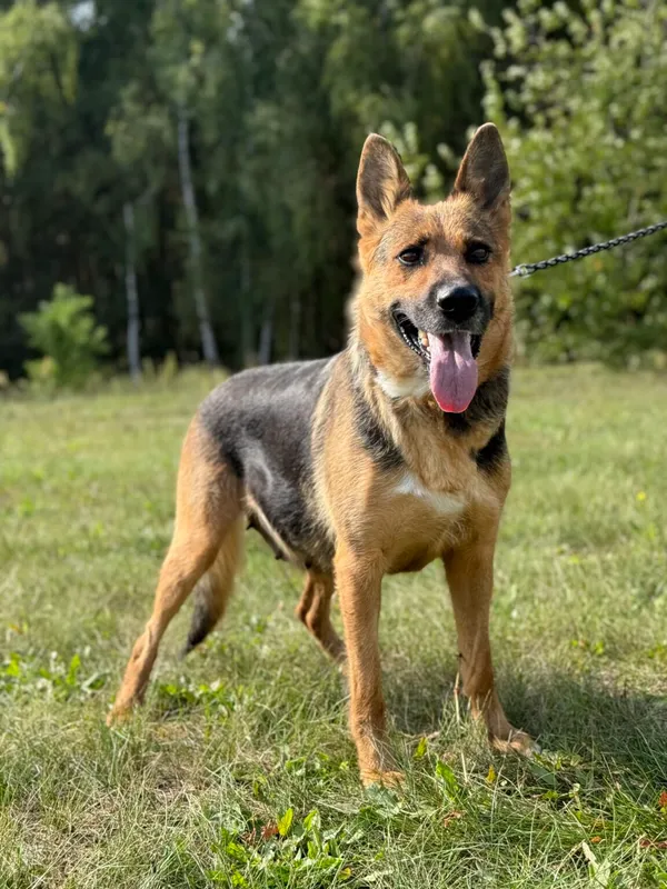 Pies do adopcji, Pieczyska, 20 grudnia 2025 (2/4)