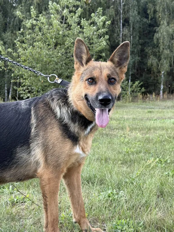 Pies do adopcji, Pieczyska, 20 grudnia 2025 (3/4)