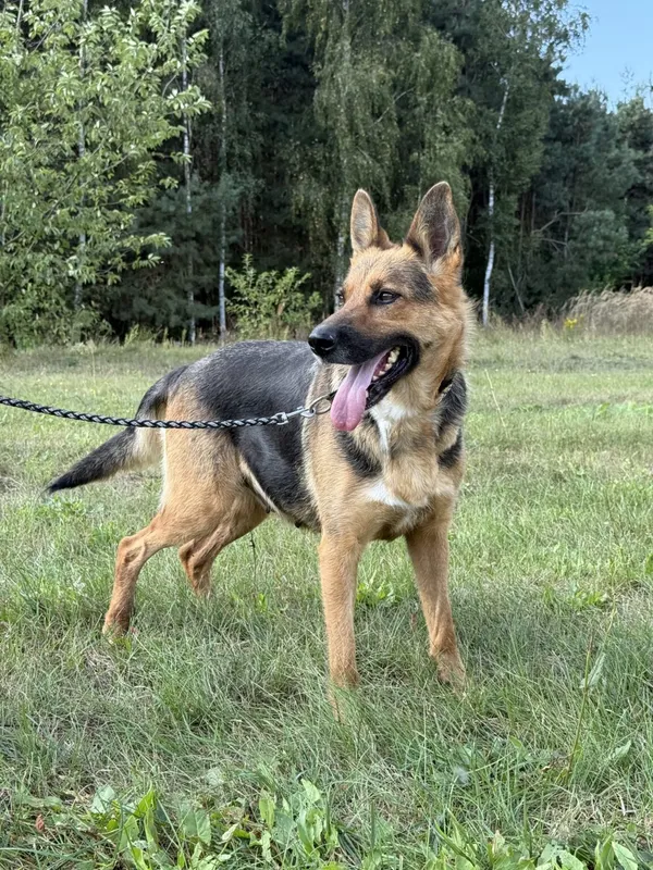 Pies do adopcji, Pieczyska, 20 grudnia 2025 (4/4)