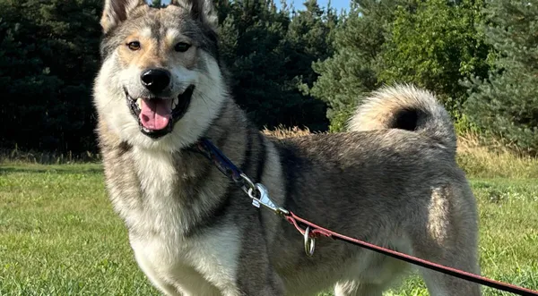 Pies do adopcji, Pieczyska, 20 grudnia 2025 (1/5)