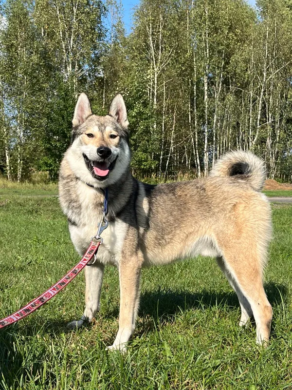 Pies do adopcji, Pieczyska, 20 grudnia 2025 (4/5)