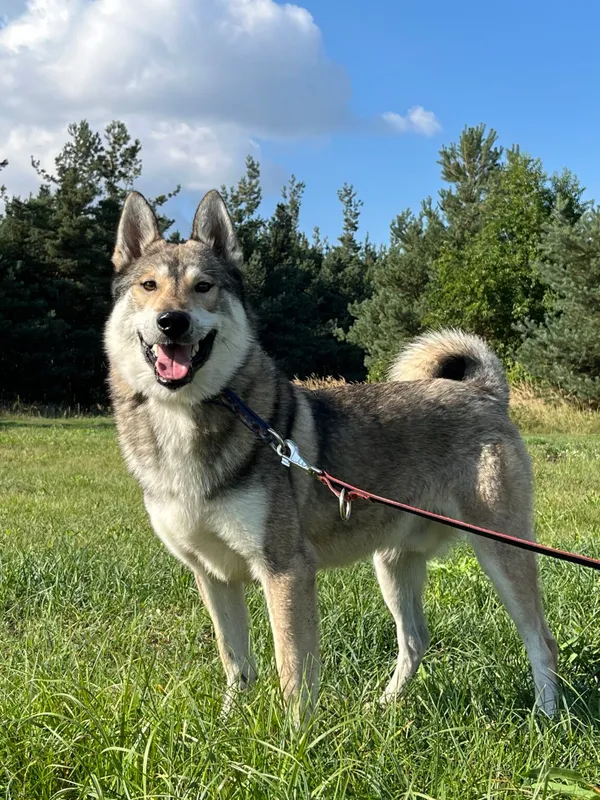 Pies do adopcji, Pieczyska, 20 grudnia 2025 (5/5)