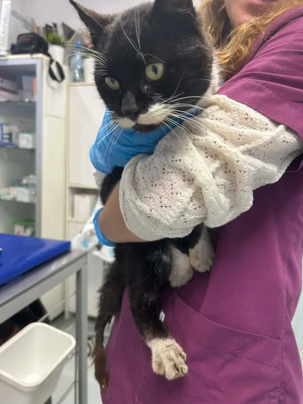 Kot do adopcji, Zgierz, 20 grudnia 2025