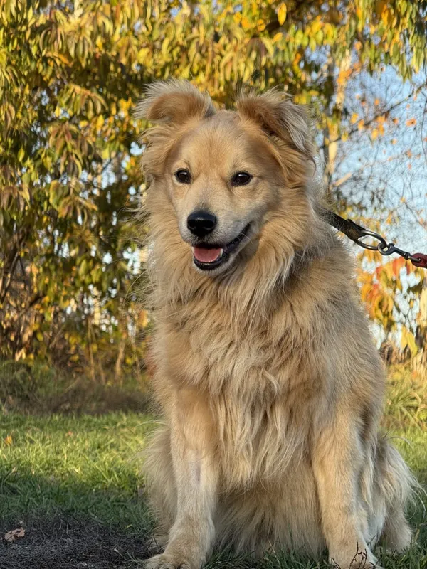 Pies do adopcji, Pieczyska, 20 grudnia 2025 (3/5)