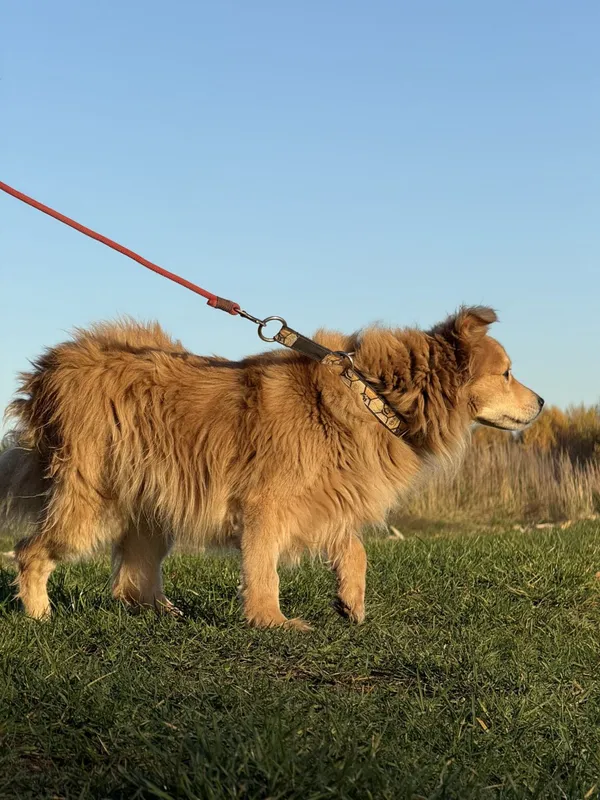 Pies do adopcji, Pieczyska, 20 grudnia 2025 (4/5)