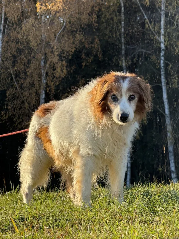 Pies do adopcji, Pieczyska, 20 grudnia 2025 (2/5)