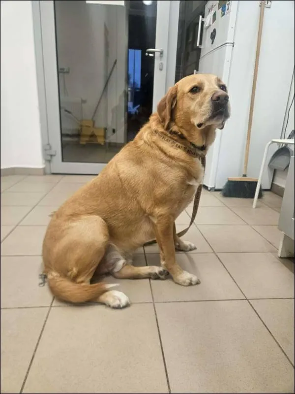 Znaleziono psa, Grudziądz, 21 grudnia 2025