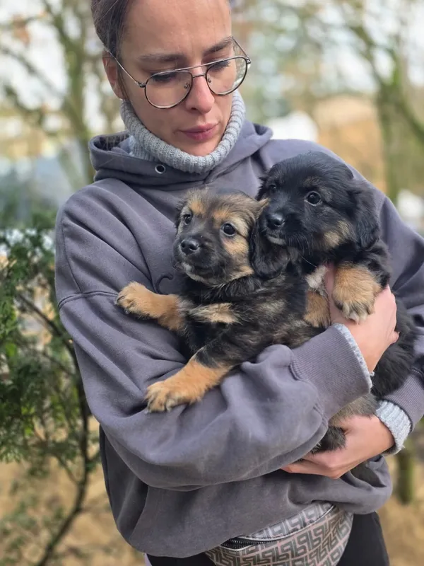 Pies do adopcji, Radom, 20 grudnia 2025 (1/4)