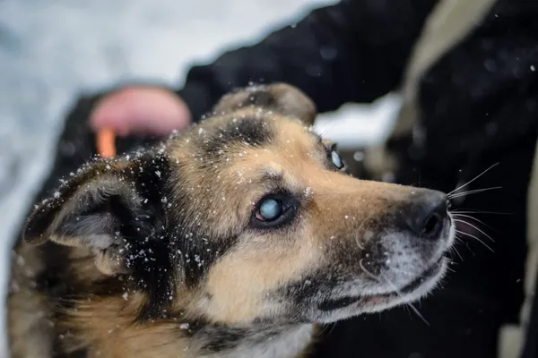 Pies do adopcji, Radom, 28 stycznia 2026 (2/5)