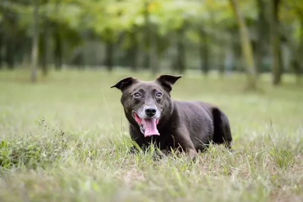 Pies do adopcji, Radom, 20 grudnia 2025 (1/5)