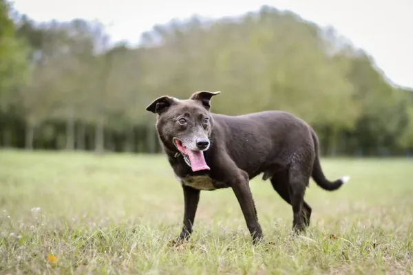 Pies do adopcji, Radom, 20 grudnia 2025 (3/5)