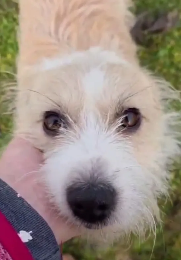 Pies do adopcji, Radom, 20 grudnia 2025