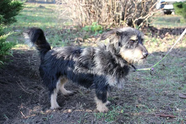 Pies do adopcji, Oborniki, 9 listopada 2025 (5/5)