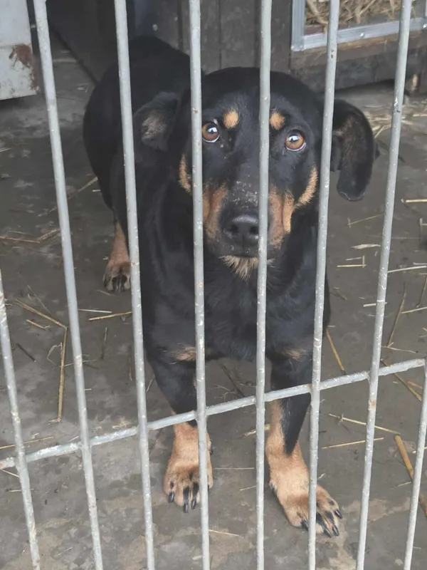 Pies do adopcji, Zgierz, 21 grudnia 2025 (2/3)