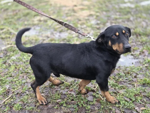 Pies do adopcji, Zgierz, 21 grudnia 2025 (2/5)