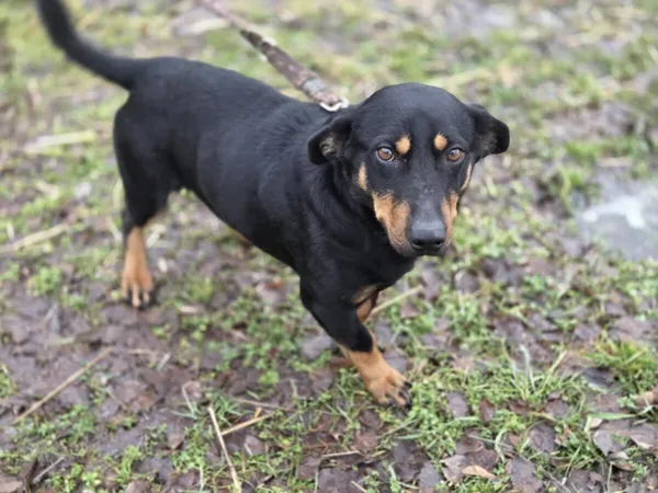 Pies do adopcji, Zgierz, 21 grudnia 2025 (3/5)