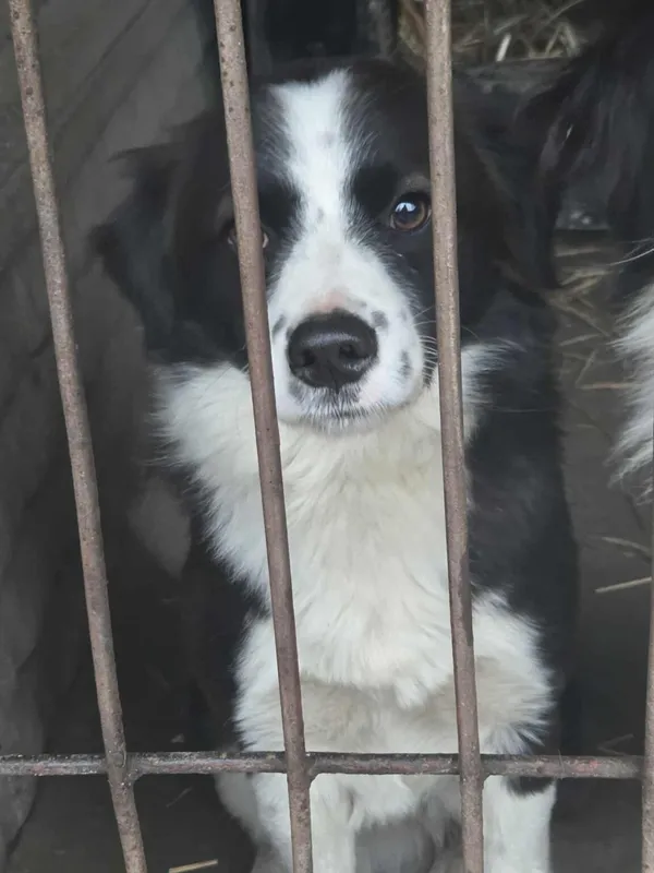 Pies do adopcji, Zgierz, 21 grudnia 2025 (2/4)