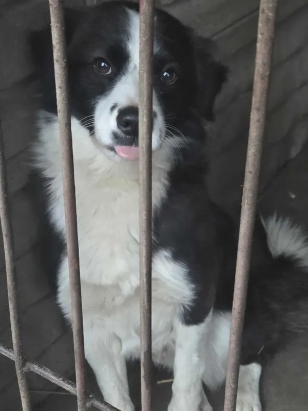 Pies do adopcji, Zgierz, 21 grudnia 2025 (3/4)