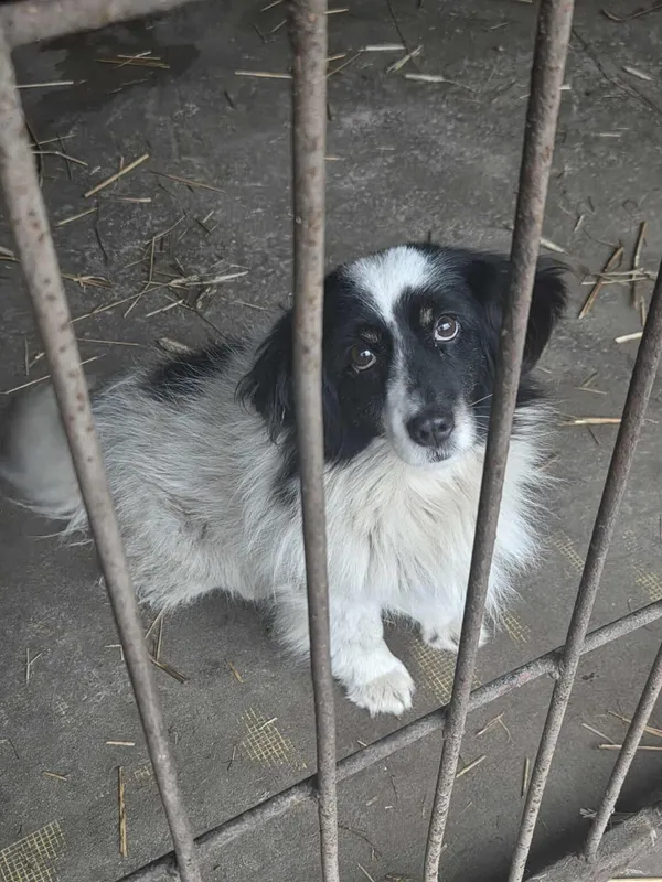 Pies do adopcji, Zgierz, 21 grudnia 2025 (1/3)