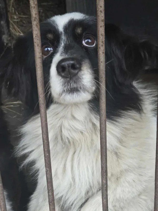 Pies do adopcji, Zgierz, 21 grudnia 2025 (2/3)