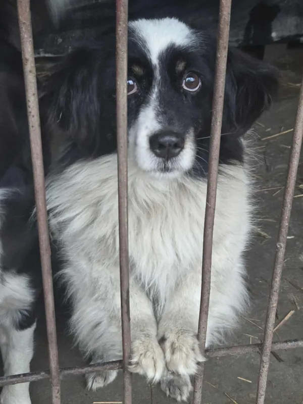 Pies do adopcji, Zgierz, 21 grudnia 2025 (3/3)