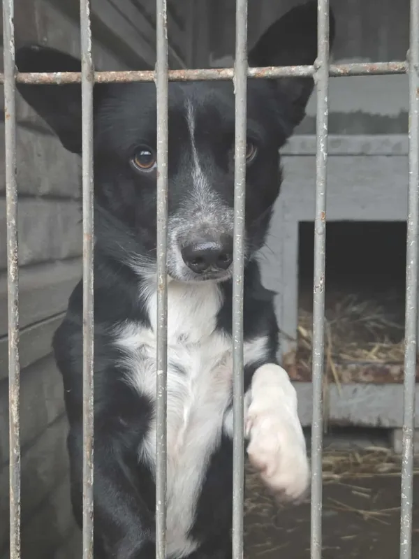 Pies do adopcji, Zgierz, 21 grudnia 2025 (1/4)