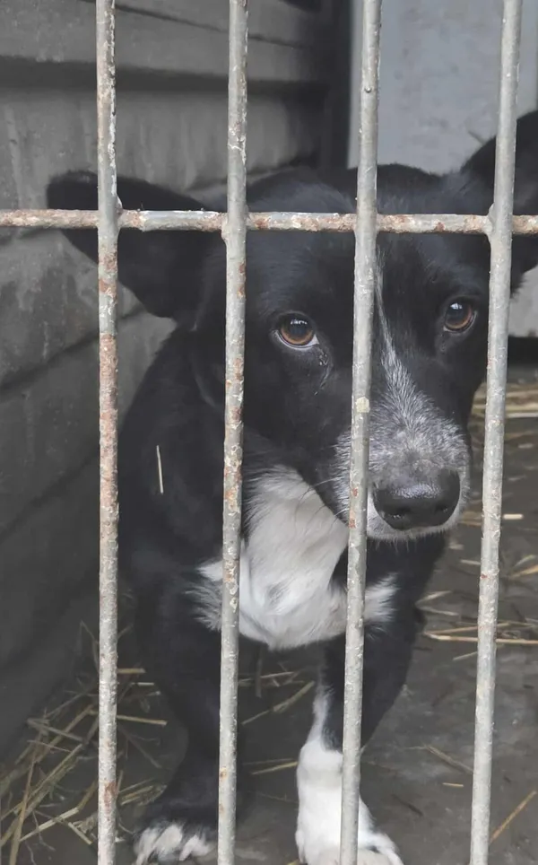 Pies do adopcji, Zgierz, 21 grudnia 2025 (2/4)