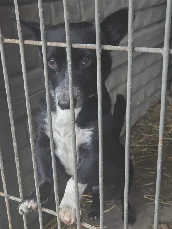 Pies do adopcji, Zgierz, 21 grudnia 2025 (4/4)