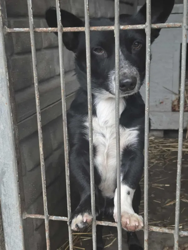 Pies do adopcji, Zgierz, 21 grudnia 2025 (3/4)