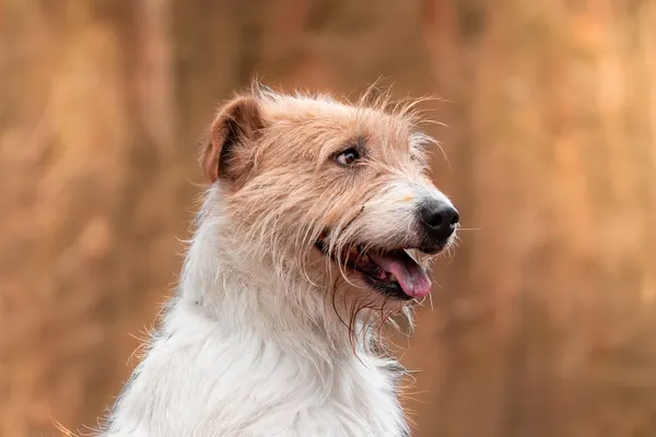 Pies do adopcji, Nowodwór, 18 grudnia 2025 (2/5)