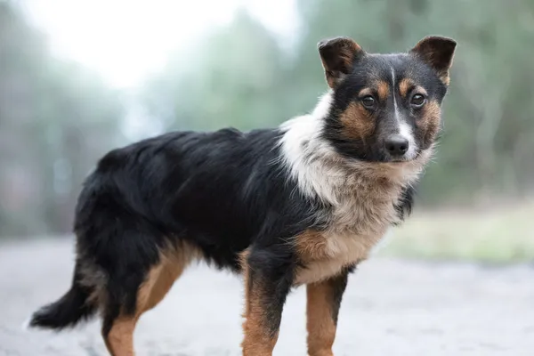 Pies do adopcji, Nowodwór, 18 grudnia 2025 (4/5)