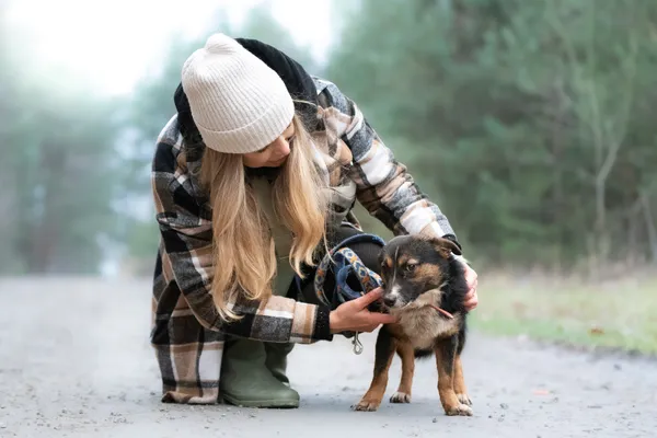 Pies do adopcji, Nowodwór, 18 grudnia 2025 (5/5)