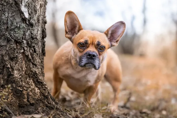 Pies do adopcji, Nowodwór, 18 grudnia 2025 (3/5)