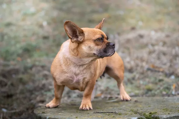 Pies do adopcji, Nowodwór, 18 grudnia 2025 (5/5)