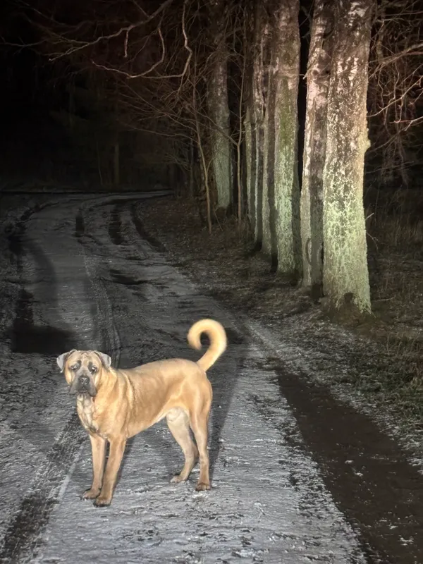 Zaginął pies, Rumy, 22 grudnia 2025 (1/6)